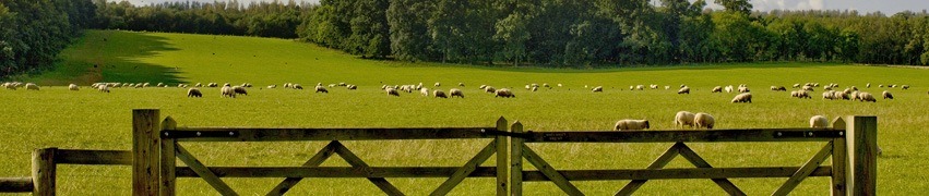 Fencing For Goats And Sheep