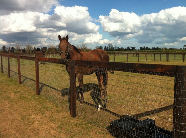 What Is The Best Type Of Horse Fencing